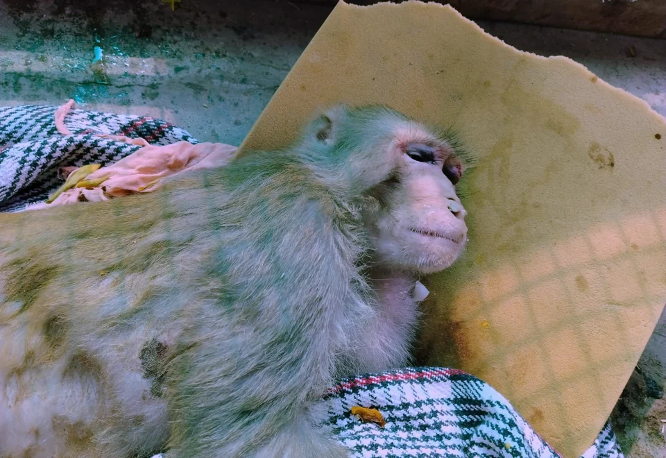 A rescued monkey resting on soft bedding.