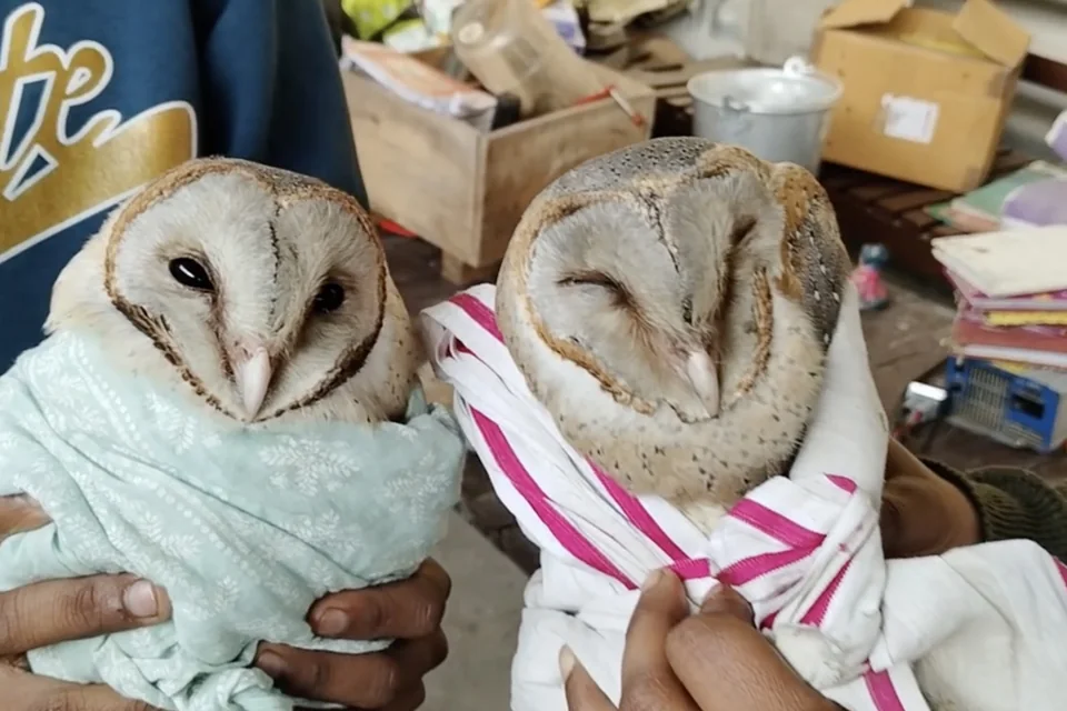 Two rescued barn owls wrapped gently in cloth.