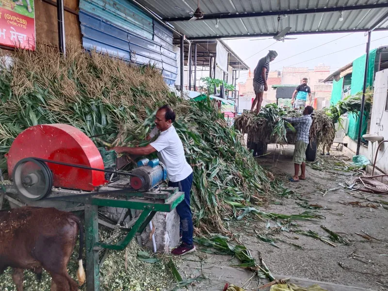 Fresh green fodder being cut for the cows.