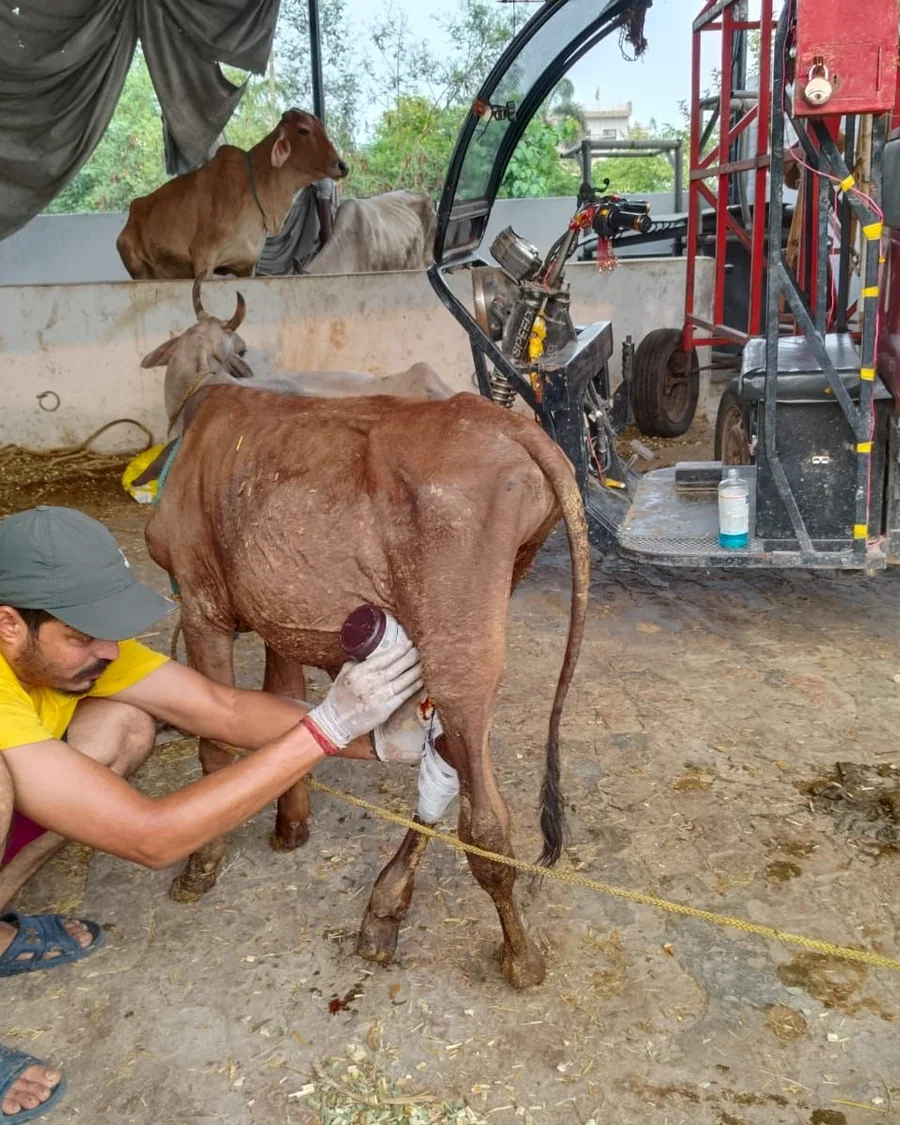 A volunteer treating an injured cow's leg at the shelter.