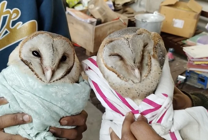 Two rescued owls being cared for at the hospital.