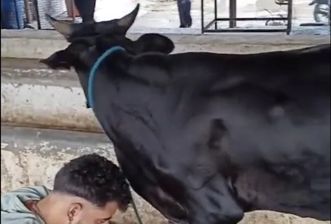 A vet treating the leg of a cow at the shelter.